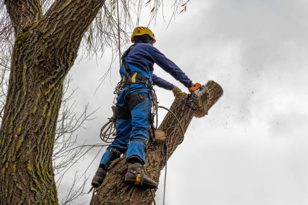 Best Leaf Removal  in Paulden, AZ