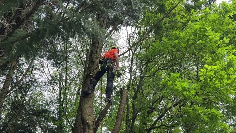 Best Commercial Tree Services  in Paulden, AZ