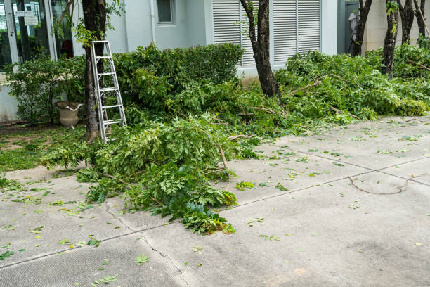 Best Stump Grinding and Removal  in Paulden, AZ